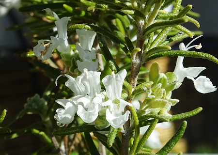 ���[�Y�}���[�E�z���C�g�i�A���o�^���ԁj�Ƃ�